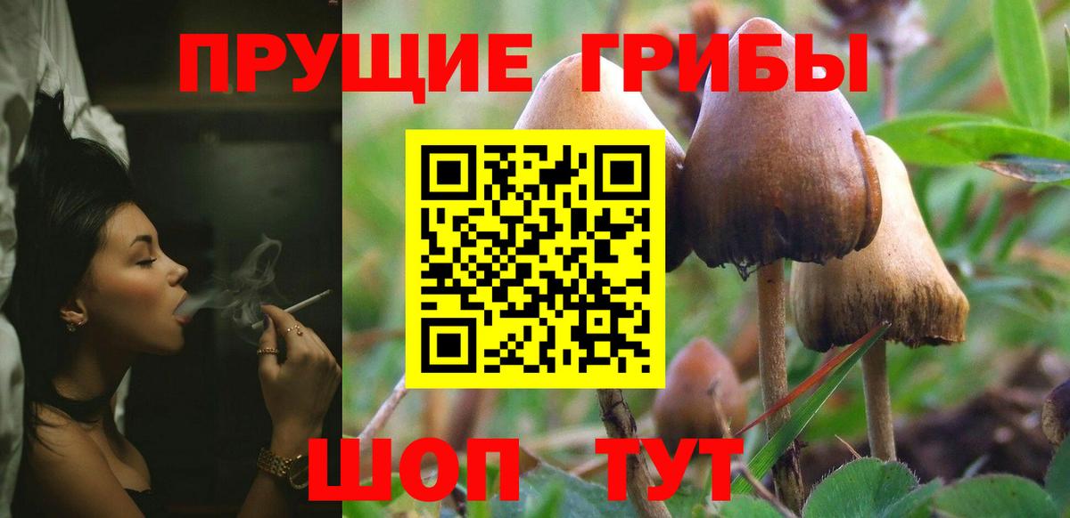 Псилоцибиновые грибы Cubensis Апатиты