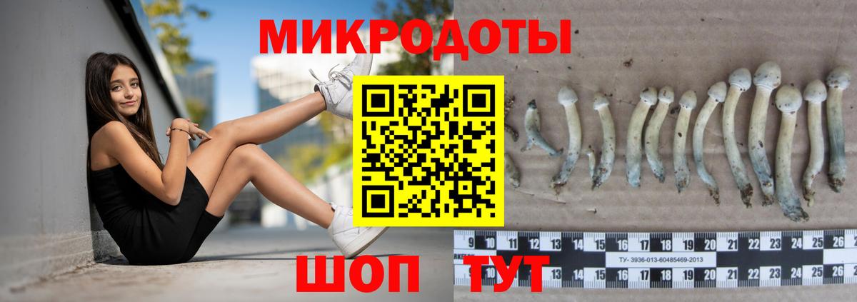 Псилоцибиновые грибы Psilocybe  Вход с VPN  Апатиты 